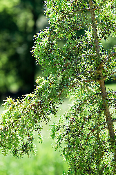 Wacholderstrauch, Gemeiner Wacholder (Juniperus communis)