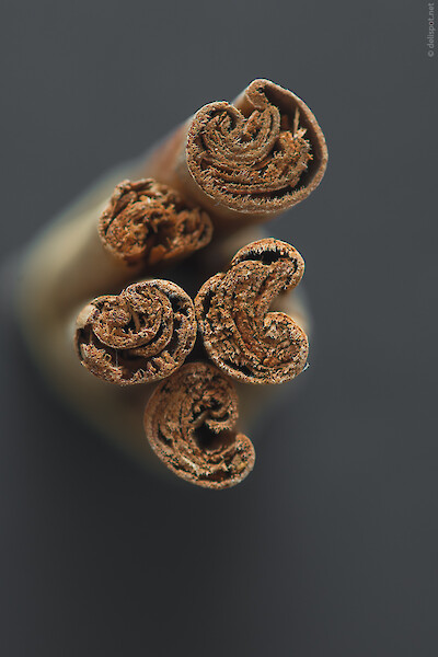 Ceylon-Zimt (Cinnamomum verum) im Querschnitt bzw. Profil